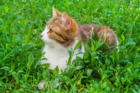 Cat in green summer grass. The cat looks away.の写真素材