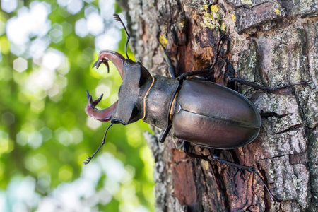 Large horned stag beetle in the forest. Insect male stag beetle on tree bark.の写真素材