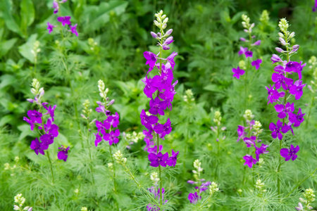 Plant Larkspur in the wild. Wild flowers and herbs in nature.の写真素材