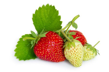 Ripe and unripe natural strawberries with leaves. Strawberries on a white background.の写真素材