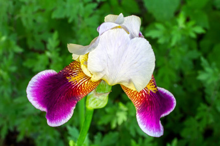 Iris flower in the garden close-up. Iris has bloomed in a shady spring garden.の写真素材