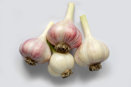 Natural garlic on a gray background. Close-up of garlic heads.の写真素材