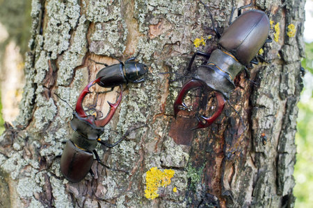 Stag beetles on tree bark in nature. Rare stag beetles.の写真素材