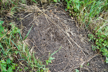 Forest anhill in the wild. A large anthill.の写真素材