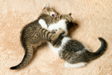 Two kittens are playing and fighting. Kittens play on the carpet at home.の写真素材