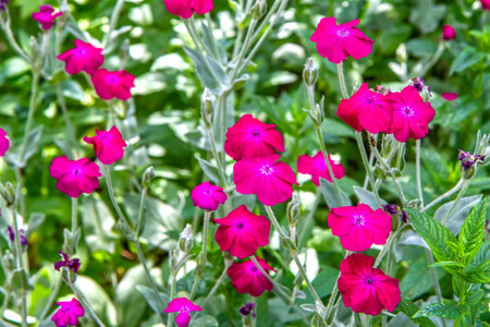Lychnis flowers. Herbaceous perennial plant. Ornamental flowering plant.の写真素材