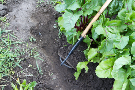 Weeding beets in a vegetable garden. Weed control. Close-up of a hoe.の写真素材
