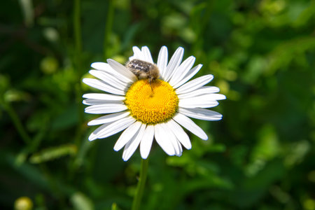 Insect beetle on a chamomile flower close-up. A scene from wild wildlife.の写真素材