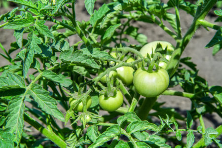 A bush with green tomatoes in a vegetable garden. Young natural green tomatoes in the field.の写真素材