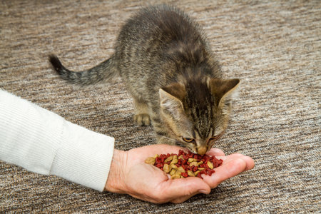 Feeding a gray cat with dry food from your hands. A kitten eats cat food.の写真素材