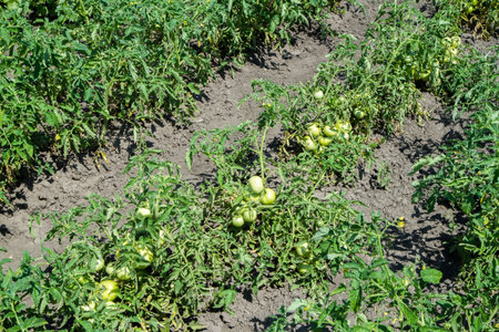A bed with tomatoes in a vegetable garden. Green tomatoes in the field.の写真素材