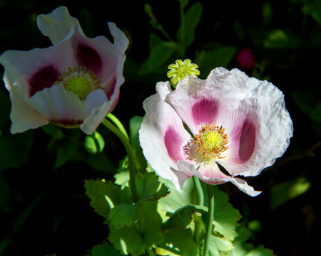 Poppy flower is an annual herbaceous plant. A close-up of a flower.の写真素材