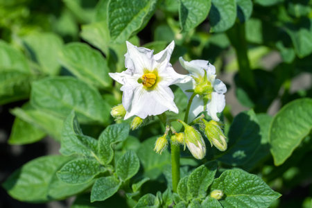 Close-up of a white potato flower. Flowering of a potato bush in a vegetable garden.の写真素材