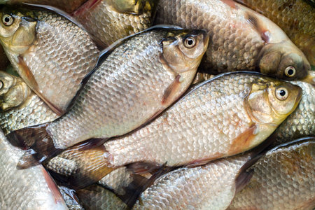 Fresh river crucian carp. Fishing catch: a lot of live crucian carp.
