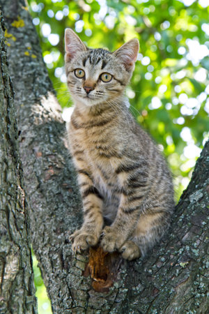 A young cat is sitting on the trunk of an old tree. Portrait of a beautiful cat.