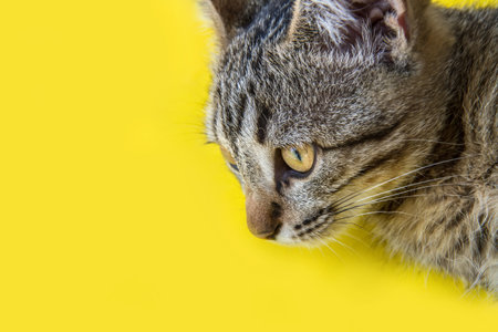 Cat's head close-up on a yellow background. A young gray cat with yellow eyes.