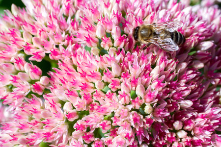 Pink inflorescence of the Sedum plant with a bee close-up. Flowering of the ornamental flower Sedum
