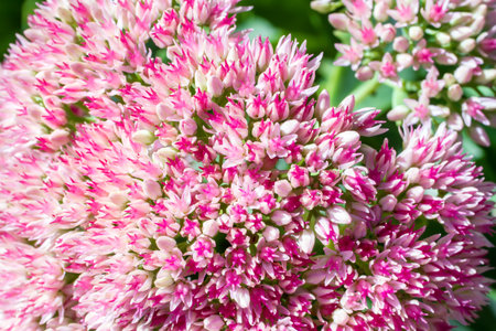 Pink flower of the Sedum plant close-up. Close-up of a blooming inflorescence of Sedum