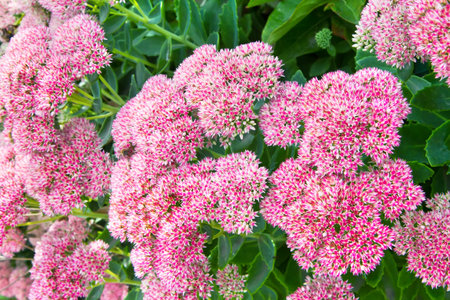 Pink inflorescences of a perennial ornamental shrub sedum. Flowering sedum plant