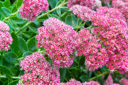 Pink flowers of the perennial ornamental plant Sedum. Ornamental inflorescences of Sedum