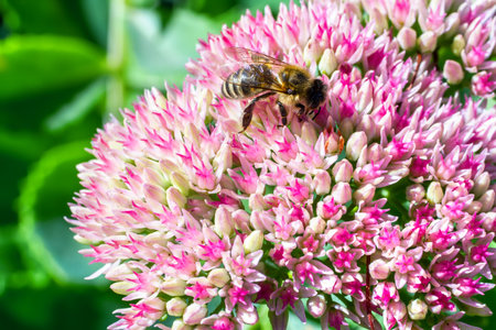 Honey bee on the inflorescence of the ornamental perennial plant Sedum. Pink Sedum flower close-up