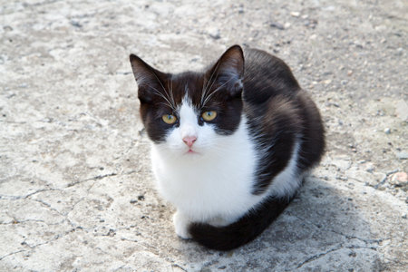 A beautiful young cat is sitting on the asphalt and looking at the camera. Black and white cat with yellow eyesの写真素材