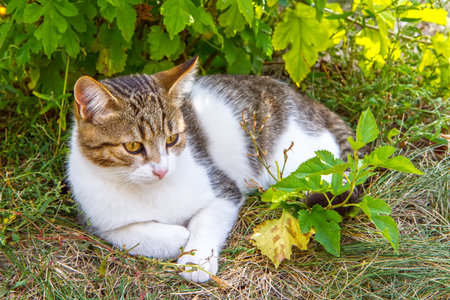 The cat is lying under a bush in the garden. Young Cat in Autumn Gardenの写真素材