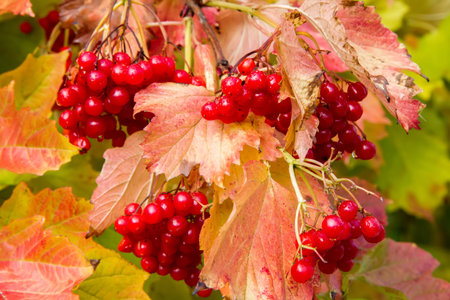 Wet viburnum berries on an autumn viburnum bush. Red ripe viburnum berriesの写真素材