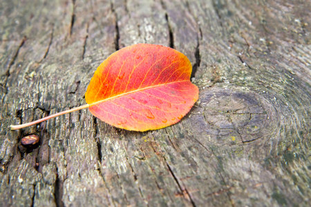 A lonely autumn leaf on an old wooden board. One autumn leaf close-upの写真素材