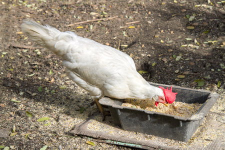 A white hen pecks at food in the poultry yard. One adult white henの写真素材