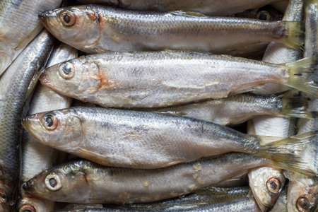 Raw frozen capelin fish. Lots of fresh raw fish