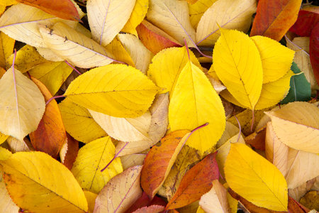 There are a lot of yellow autumn leaves on the ground. Bright autumn leaves