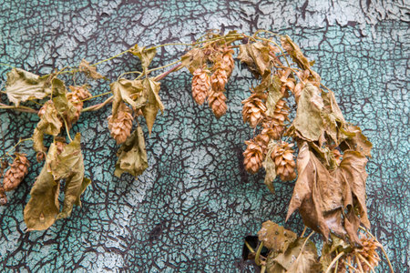 A dried hop branch against the background of a cracked wall. A withered autumn plant