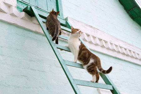 Two cats climb the stairs. Behavior of domestic cats in a rural estate