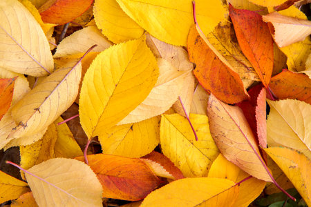 Close-up of fallen autumn leaves. Natural Yellow Autumn Leaves