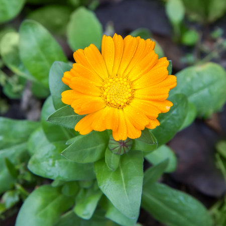 A close-up of a calendula flower in nature. Natural Medicinal Calendula Flowerの写真素材