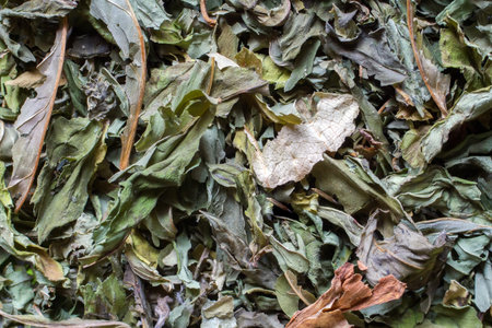 Close-up of dried fragrant mint leaves. Natural Dried Mint Textureの写真素材