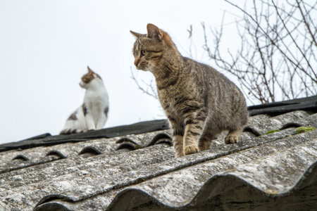 Cats walk on an old slate roof. Cat sitting on the roof