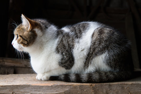 Cat profile on a dark background. Fluffy domestic cat side viewの写真素材