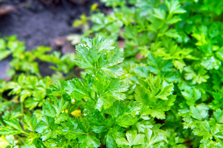 Green parsley in the garden bed. Close-up of parsleyの写真素材