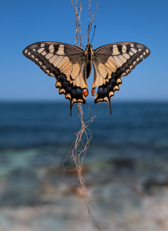 Beautiful butterfly on background blue sky and see