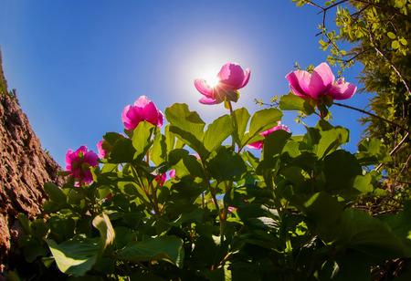 The Crimean peony on background skyの写真素材