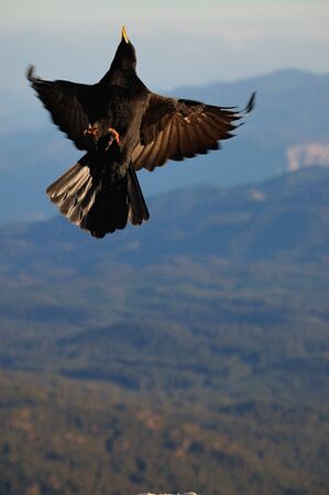 Crow catched during acrobatic flying after got enaugh food.