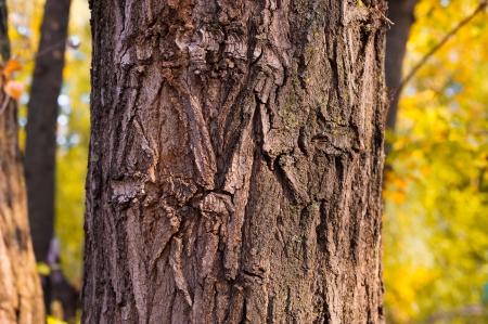 piece of tree bark covered with moss natural lightの写真素材