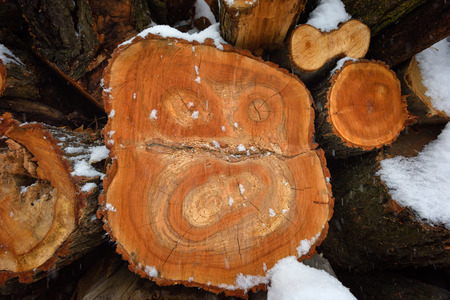 Faces of logs in winter. Woodpile of firewood under snow. Abstract background texture.の写真素材