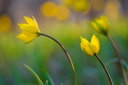 Yellow spring flowers on the meadow. Tulipa Biebersteiniana. Soft focus.