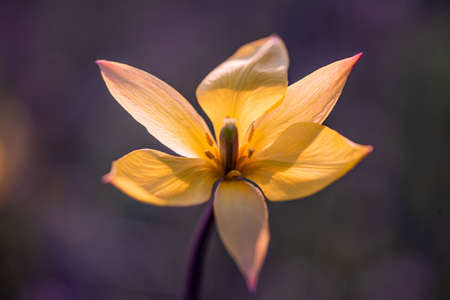 Beautiful flower close-up on a dark background. Soft focus.の写真素材
