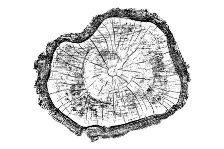 Distressed wood texture on white background. Cross section tree rings cut slice. Round wooden design elements. Vector illustration, EPS 10.のイラスト素材