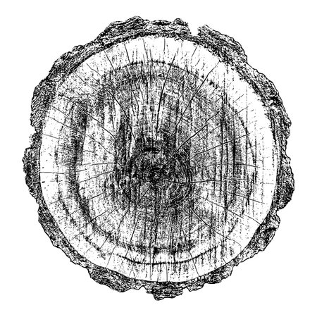 Distressed wood texture on white background. Cross section tree rings cut slice. Round wooden design elements. Vector illustration, EPS 10.のイラスト素材