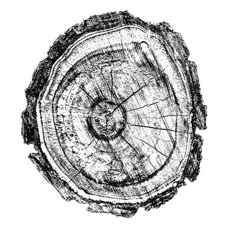 Distressed wood texture on white background. Cross section tree rings cut slice. Round wooden design elements. Vector illustration, EPS 10.のイラスト素材